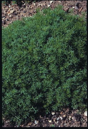 Picture of Chamomile Lawn (Anthemis Nobilis)